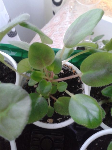 15 apr - ZZ Ionantha