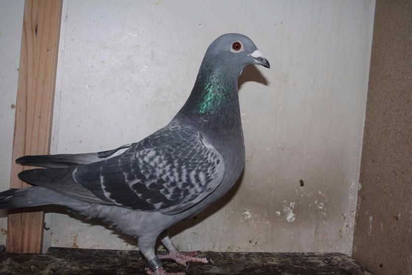 BUNGENERESA CLARISA - Perechea nr 15