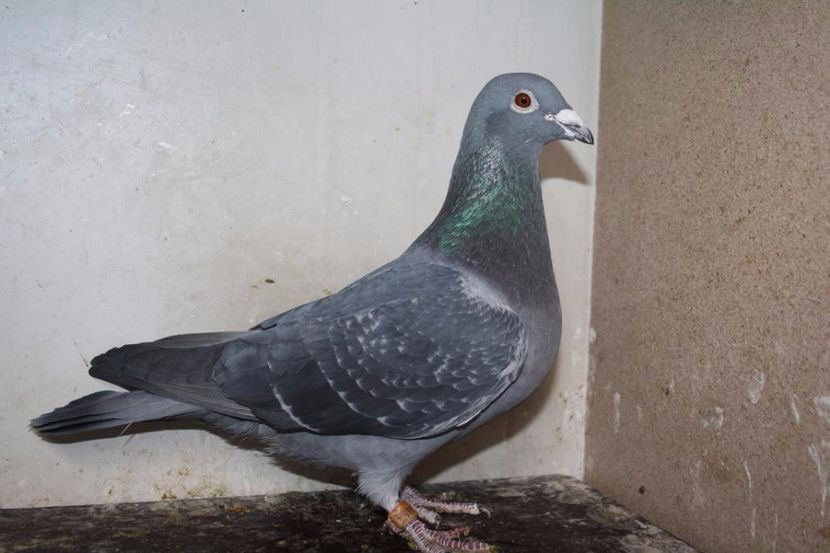 NL-13-3336465 M CHRIST MUSTERS - Perechea nr 15