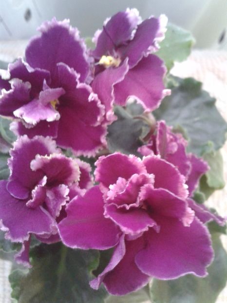 15 apr - ZZ LE Ognennyi Motilki -LE Fire Moths