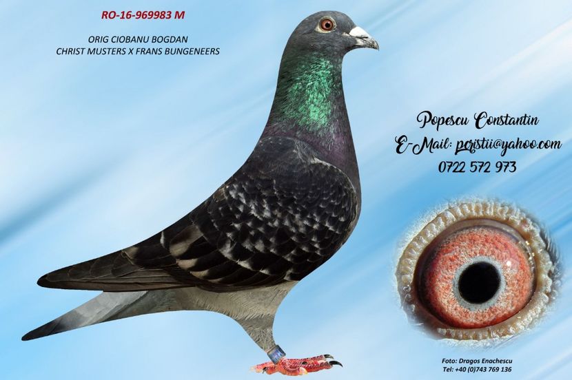 RO-16-969983 M - Perechea nr 15