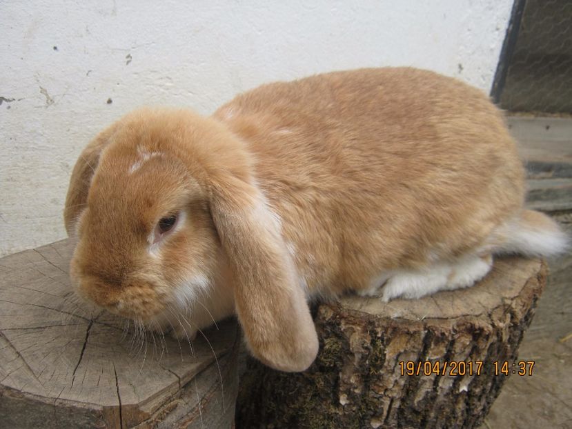 fem 4 luni 3,5 kg - masculi si fem berbec german de vanzare- vanduti