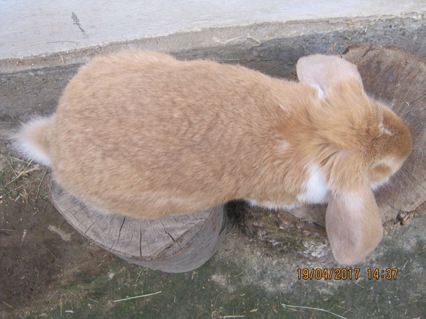  - masculi si fem berbec german de vanzare- vanduti