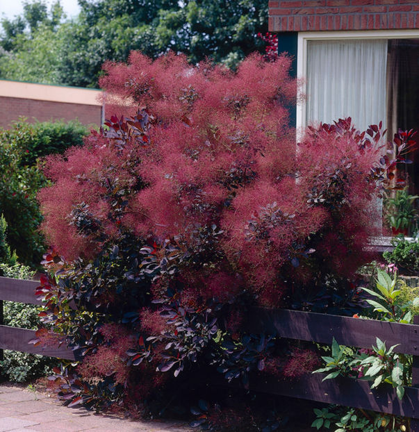 cotinus-coggygria-royal - DORINTE  - PLANTE SI ARBUSTI 2017