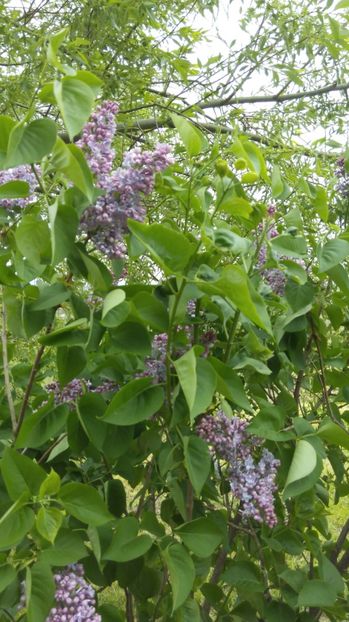  - Flori de primavara 2017