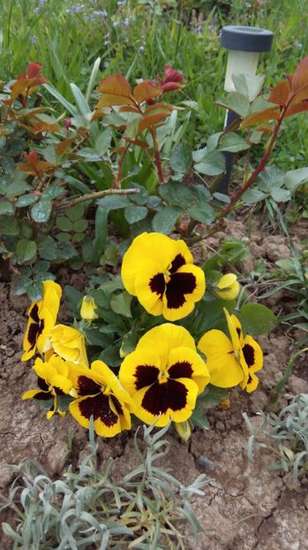  - Flori de primavara 2017