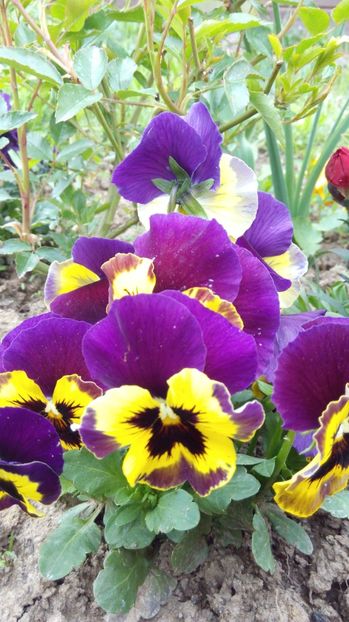  - Flori de primavara 2017