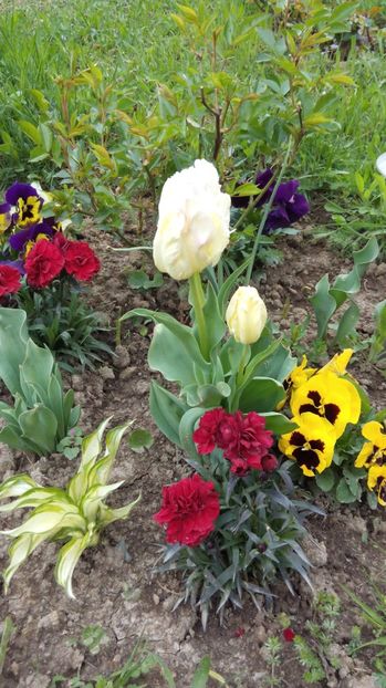  - Flori de primavara 2017