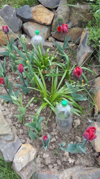  - Flori de primavara 2017