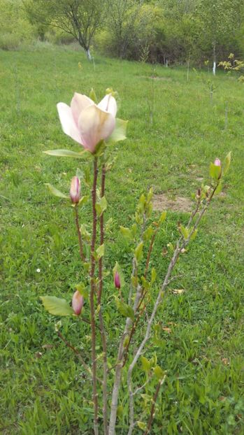  - Flori de primavara 2017