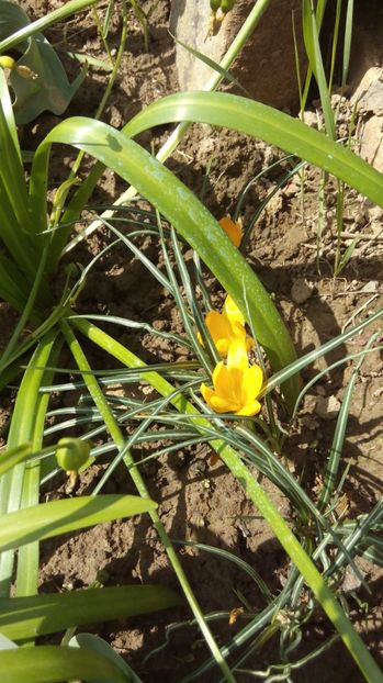  - Flori de primavara 2017