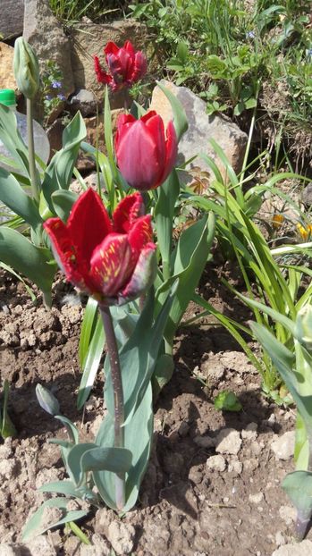  - Flori de primavara 2017