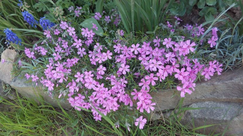  - Flori de primavara 2017