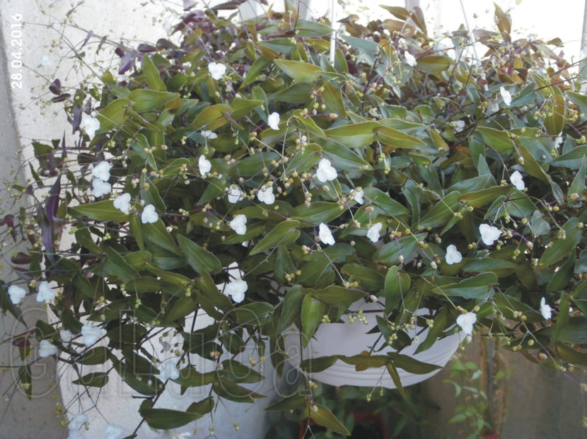 Tradescantia Multiflora - Multiflora