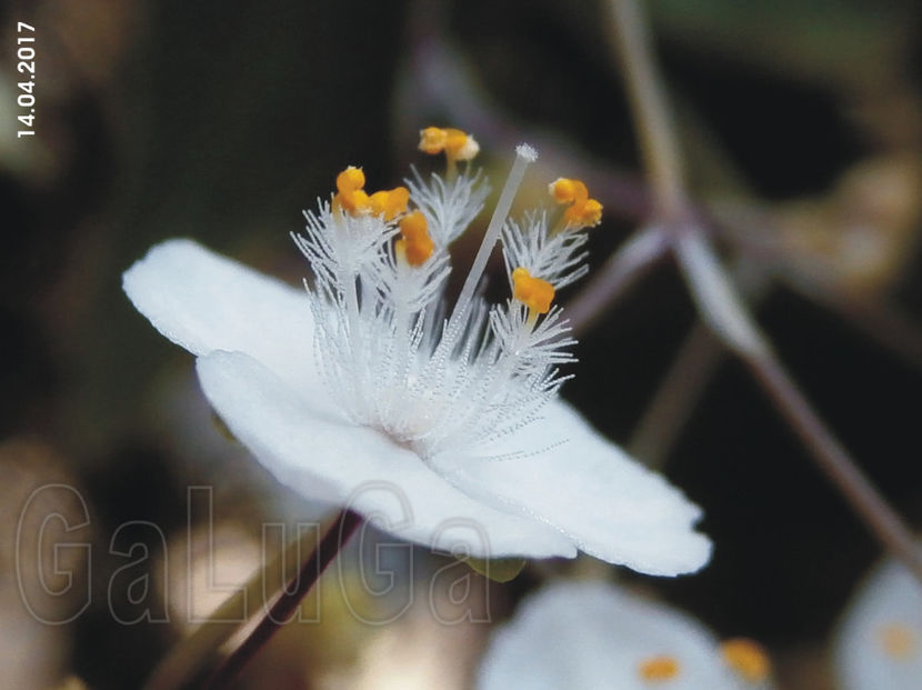 Tradescantia Multiflora - Multiflora