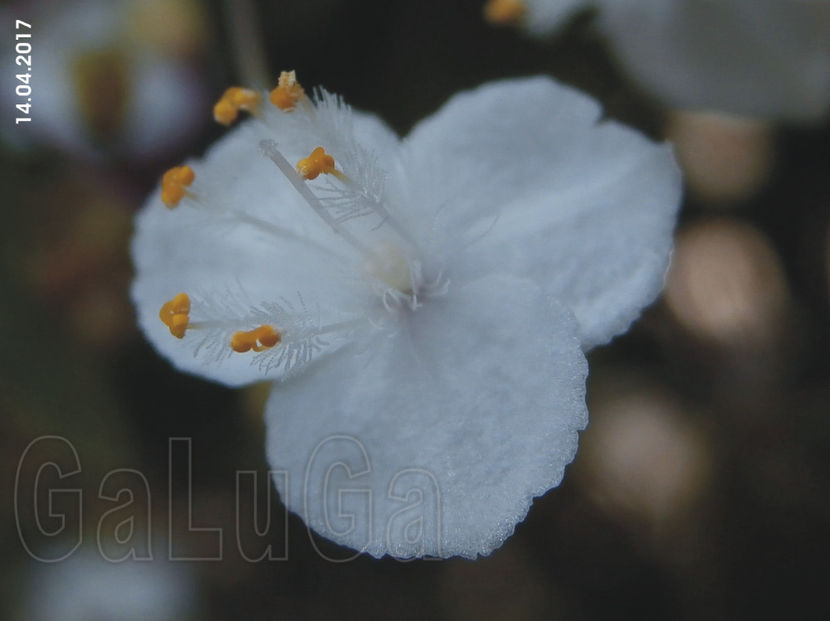 Tradescantia Multiflora - Multiflora