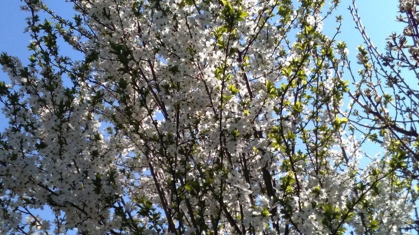  - 2017 plantele mele