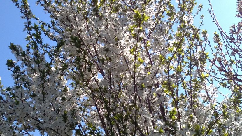  - 2017 plantele mele