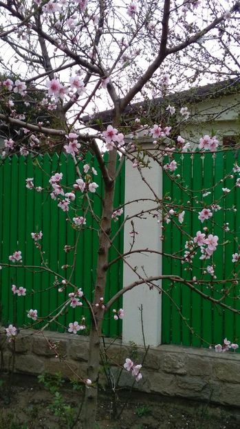  - 2017 plantele mele