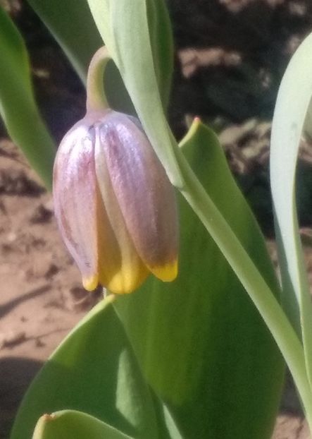 fritillaria uva-vulpis - 2017 plantele mele