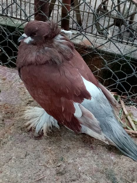  - Urias maghiar 2017