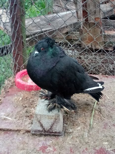  - Urias maghiar 2017