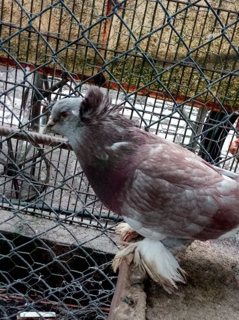  - Urias maghiar 2017