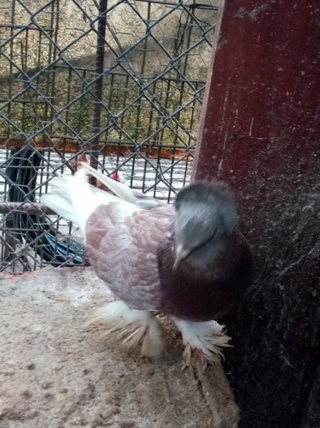  - Urias maghiar 2017