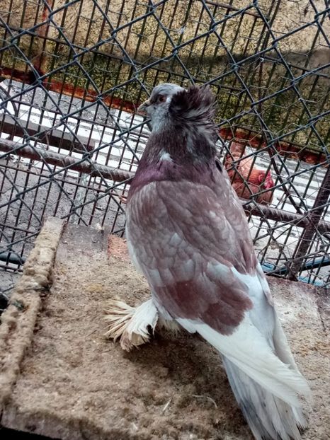  - Urias maghiar 2017