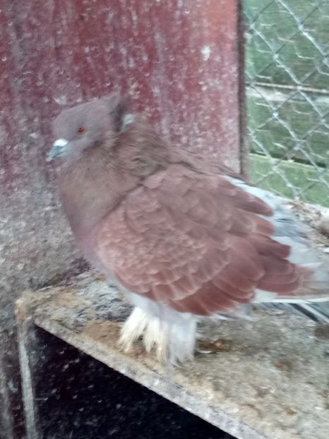  - Urias maghiar 2017