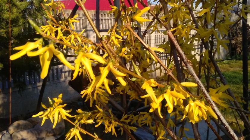 Forsythia(ploaia de aur) - 2017 gradina mea de la tara