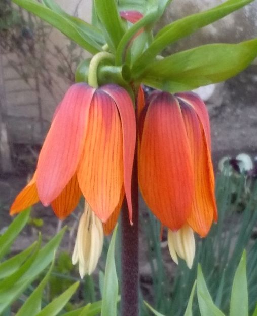 Fritillaria imperialis (coroana imperiala) - 2017 gradina mea de la tara