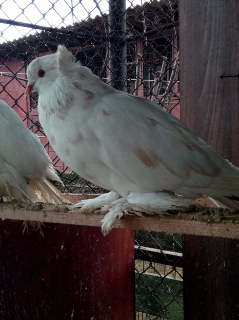  - Urias maghiar 2017