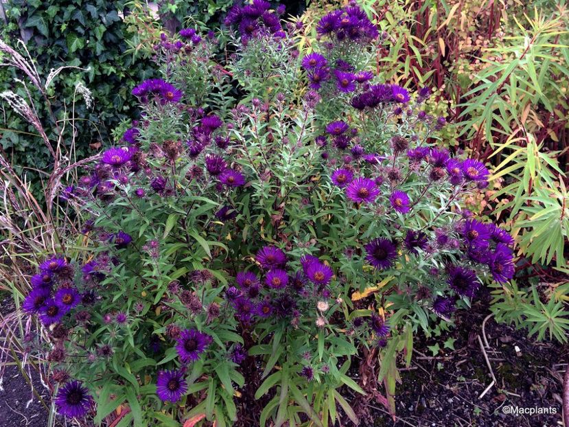 Aster  Violetta - 2017 - Caut