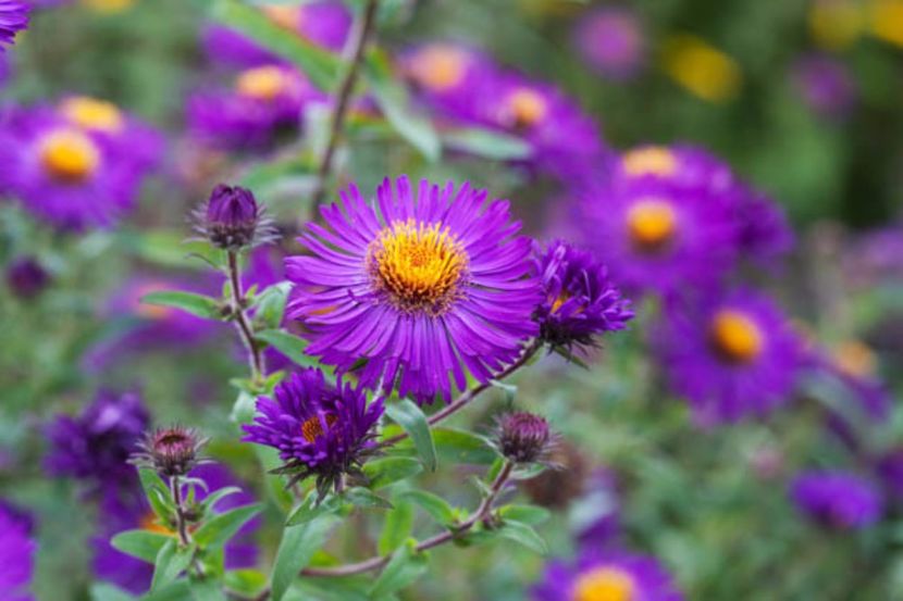 aster violetta2 - 2017 - Caut