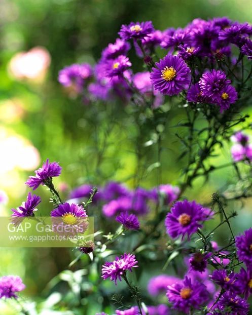 Aster Violetta1 - 2017 - Caut