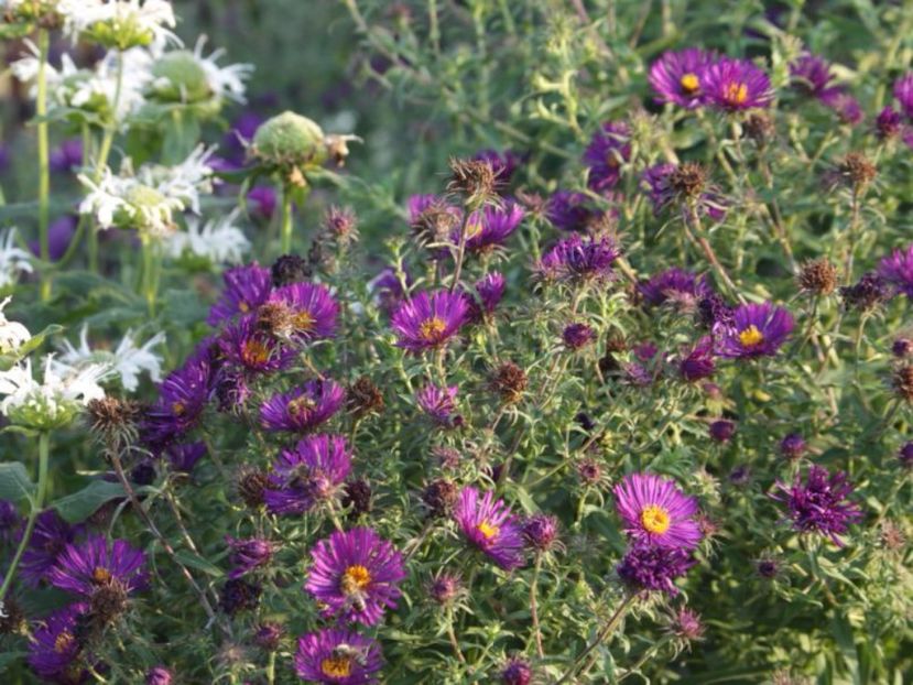 Raublatt-Aster-Violetta - 2017 - Caut