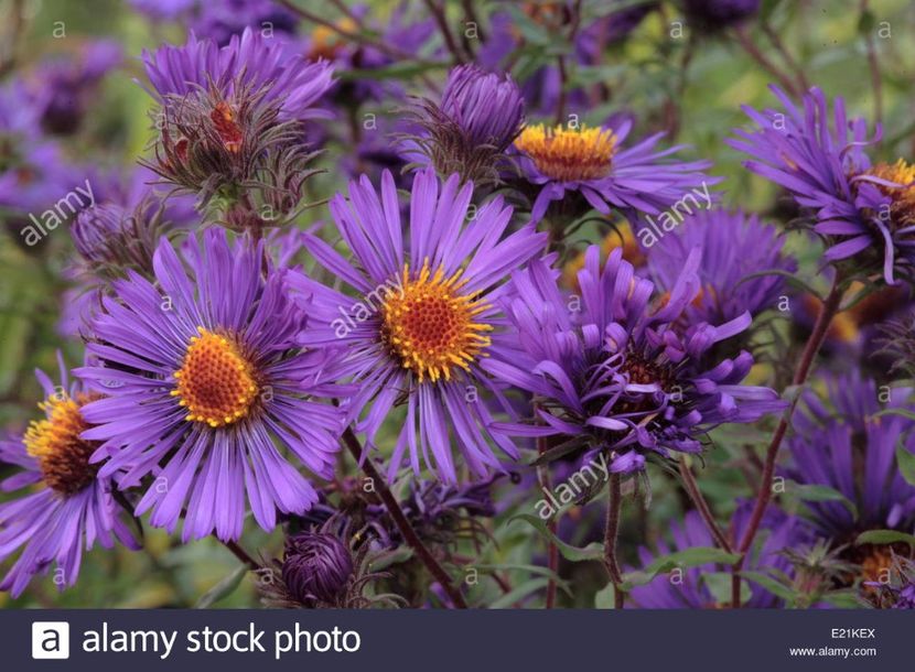 new-england-aster-violetta-E21KEX - 2017 - Caut