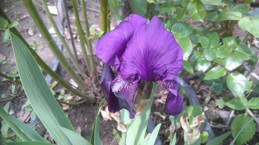 iris mov timpuriu-6lei - Irisi disponibili