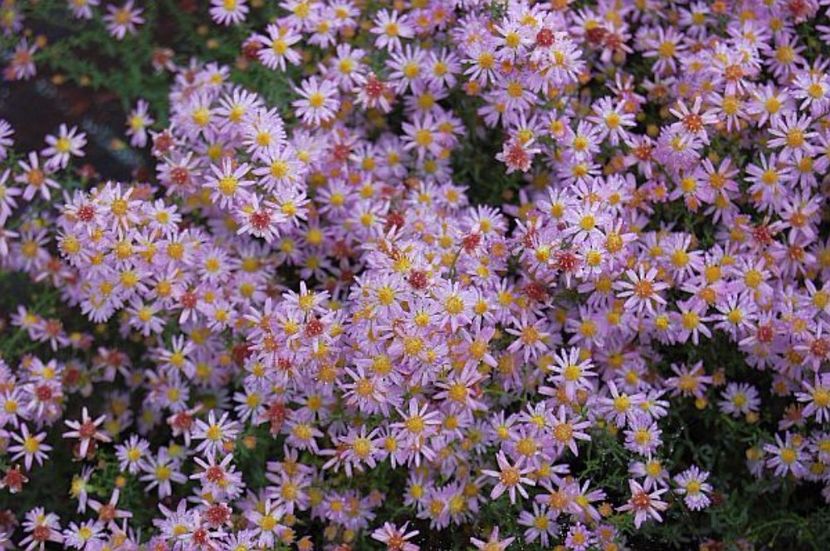Aster_erecoides_Pink_Cloud_2 - 2017 - Caut