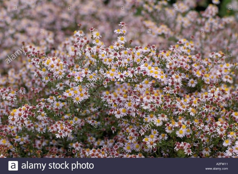 aster-ericoides-pink-cloud - 2017 - Caut