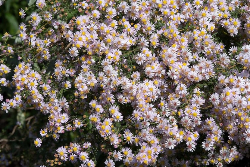 Aster-ericoides-Pink-Cloud-26494 - 2017 - Caut
