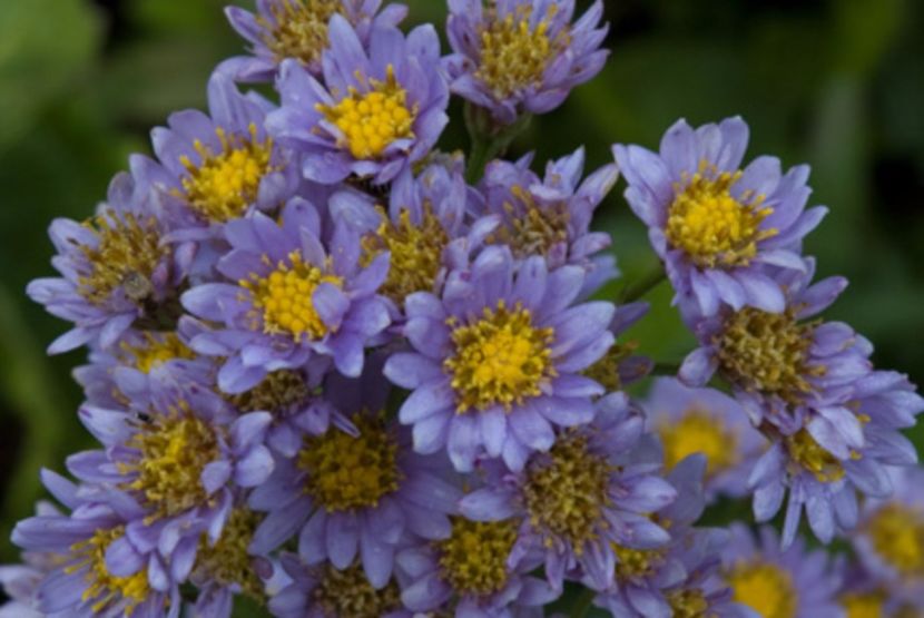 aster_tataricus_jindai_fp - 2017 - Caut