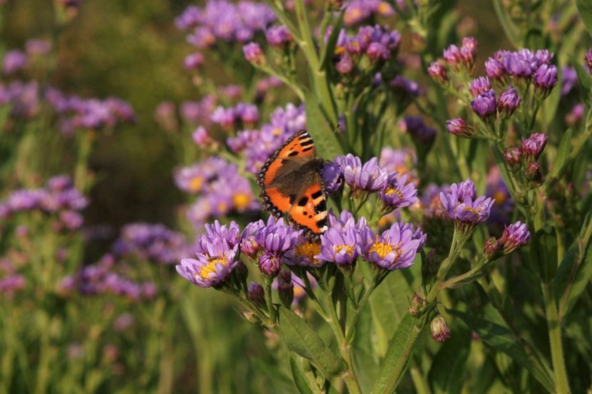 aster-tataricus-jindai_at-vlinderhof - 2017 - Caut