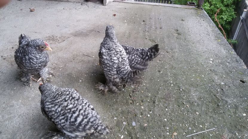  - Mii de flori barat