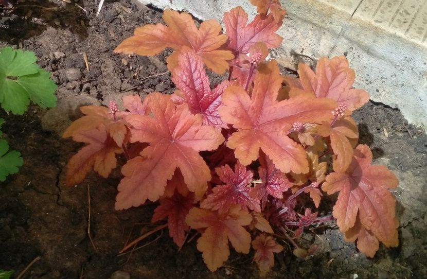 heucherella brass lantern - 2017 plantele mele