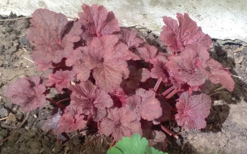 heuchera cajun fire - 2017 heuchera heucherella brunnera