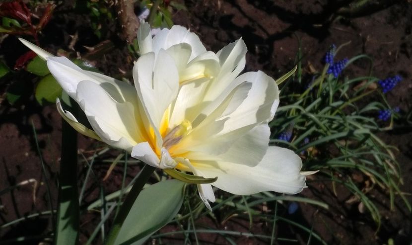  - 2017 plantele mele