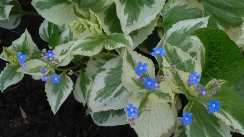 Brunnera macrophylla 'Variegata' - 2017 heuchera heucherella brunnera