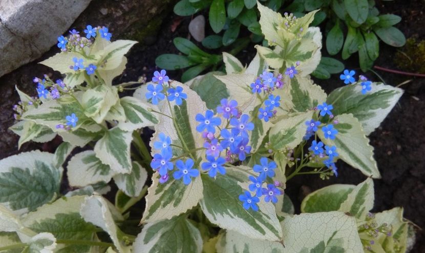 Brunnera macrophylla Variegata - 2017 plantele mele